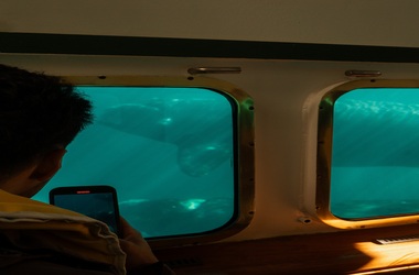 Puerto Piramides con Avistaje Submarino