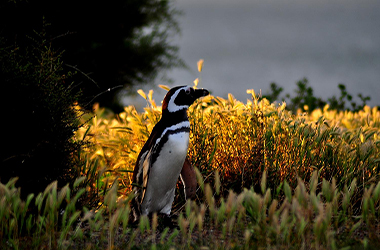 Safari El Pedral, Tierra de Pinguinos