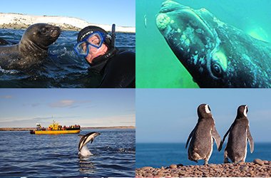 Ballenas + Pinguinos + Lobos Marinos